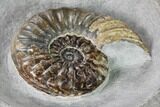 Jurassic Ammonite (Asteroceras) Fossil - Dorset, England #171301-1